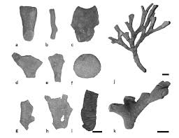 Attēlu rezultāti vaicājumam “Bryozoa”
