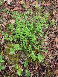 Attēlu rezultāti vaicājumam “Moehringia trinervia bud”