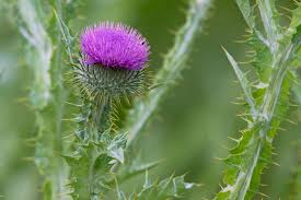 Image result for Onopordum acanthium