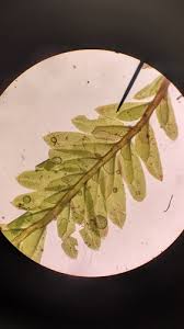 Attēlu rezultāti vaicājumam “Fissidens osmundoides”