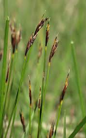 Attēlu rezultāti vaicājumam “Schoenus ferrugineus fruit”