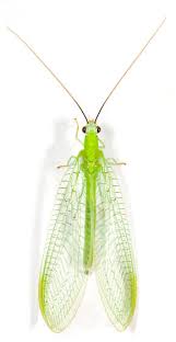 Attēlu rezultāti vaicājumam “Chrysopa”