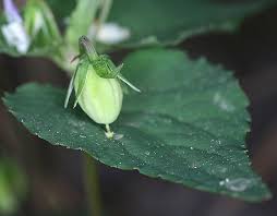 Attēlu rezultāti vaicājumam “Viola uliginosa bud”
