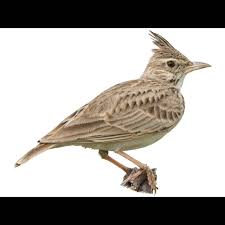 Attēlu rezultāti vaicājumam “Galerida cristata”