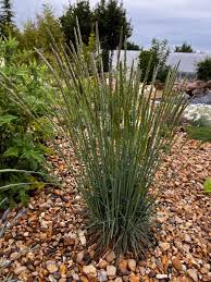 Attēlu rezultāti vaicājumam “Koeleria glauca”