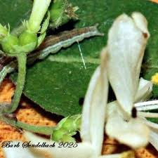 Attēlu rezultāti vaicājumam “Ypsolopha dentella”