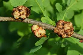 Attēlu rezultāti vaicājumam “Biorhiza pallida”