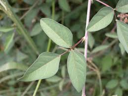 Attēlu rezultāti vaicājumam “Enteridium liceoides macro”