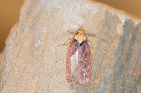 Attēlu rezultāti vaicājumam “Depressaria depressana”