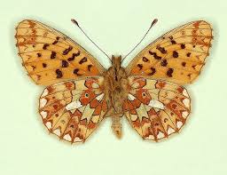 Attēlu rezultāti vaicājumam “Boloria eunomia underside”