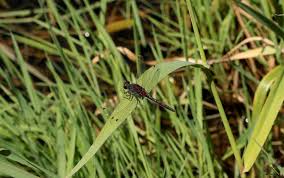 Attēlu rezultāti vaicājumam “Leucorrhinia rubicunda”