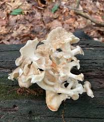 Attēlu rezultāti vaicājumam “Polyporus umbellatus”