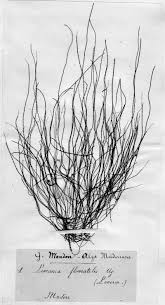 Attēlu rezultāti vaicājumam “Lemanea fluviatilis”