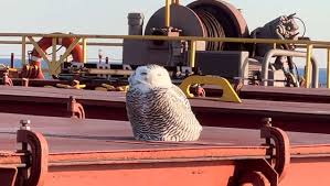 Image result for owl ship