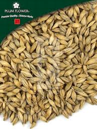 Attēlu rezultāti vaicājumam “Hordeum vulgare”