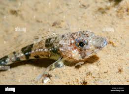 Image result for Myoxocephalus scorpius