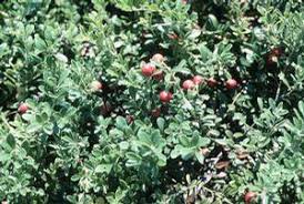 Attēlu rezultāti vaicājumam “Arctostaphylos uva-ursi”
