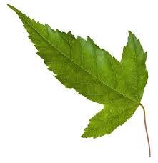 Attēlu rezultāti vaicājumam “Acer tataricum leaf”