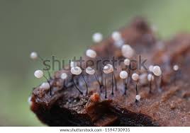 Attēlu rezultāti vaicājumam “Craterium minutum stalked”