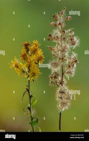 Image result for Solidago virgaurea