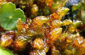 Attēlu rezultāti vaicājumam “Scorpidium scorpioides”