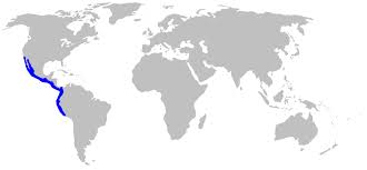 Image result for Rhizoprionodon longurio