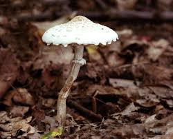 Attēlu rezultāti vaicājumam “Lepiota clypeolaria”