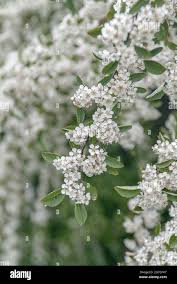 Attēlu rezultāti vaicājumam “Cotoneaster multiflorus leaf”