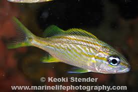 Image result for Haemulon flavolineatum