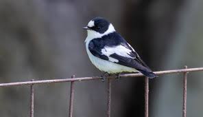 Image result for Ficedula albicollis