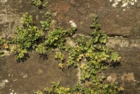 Attēlu rezultāti vaicājumam “Asplenium ruta-muraria”