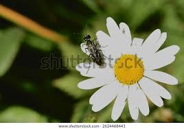 Attēlu rezultāti vaicājumam “Rhogogaster viridis”