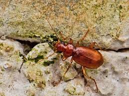 Attēlu rezultāti vaicājumam “Leistus ferrugineus”