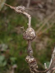 Attēlu rezultāti vaicājumam “Rabdophaga salicis”