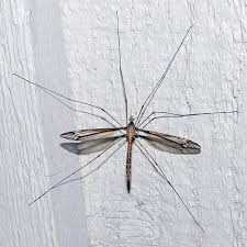 Attēlu rezultāti vaicājumam “Limoniidae”