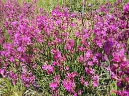 Image result for Pechnelke