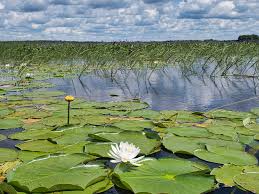 Attēlu rezultāti vaicājumam “Crex crex nest”