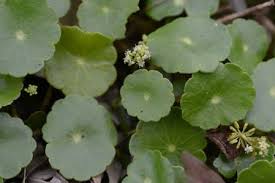 Attēlu rezultāti vaicājumam “Hydrocotyle vulgaris fruit”