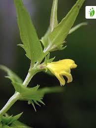 Attēlu rezultāti vaicājumam “Melampyrum sylvaticum”