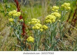 Attēlu rezultāti vaicājumam “Helichrysum arenarium leaf”