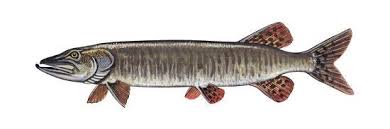 Image result for Esox masquinongy