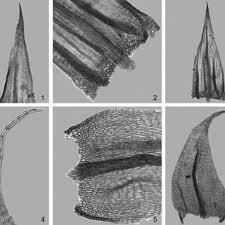 Attēlu rezultāti vaicājumam “Brachythecium albicans sporophyte”