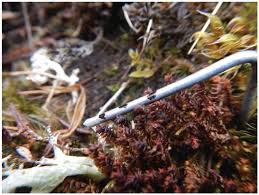 Attēlu rezultāti vaicājumam “Barbilophozia lycopodioides macro”