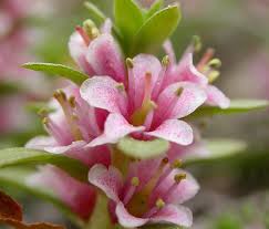 Attēlu rezultāti vaicājumam “Glaux maritima”