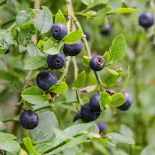 Attēlu rezultāti vaicājumam “Blysmus compressus fruit”