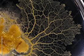 Attēlu rezultāti vaicājumam “Physarum confertum”