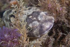 Image result for Haploblepharus edwardsii