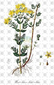 Attēlu rezultāti vaicājumam “Hypericum perforatum fruit”