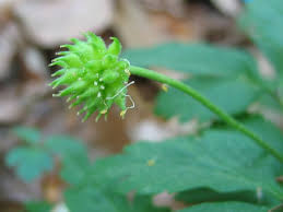 Attēlu rezultāti vaicājumam “Anemone nemorosa bud”