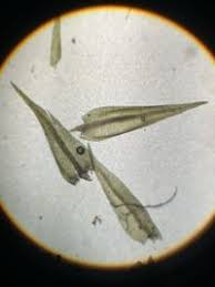 Attēlu rezultāti vaicājumam “Hygroamblystegium tenax”